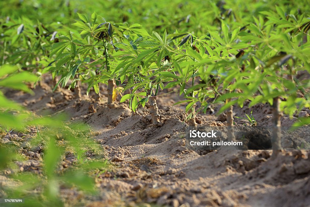 UNLOCKING THE GOLD MINE IN AGRICULTURE